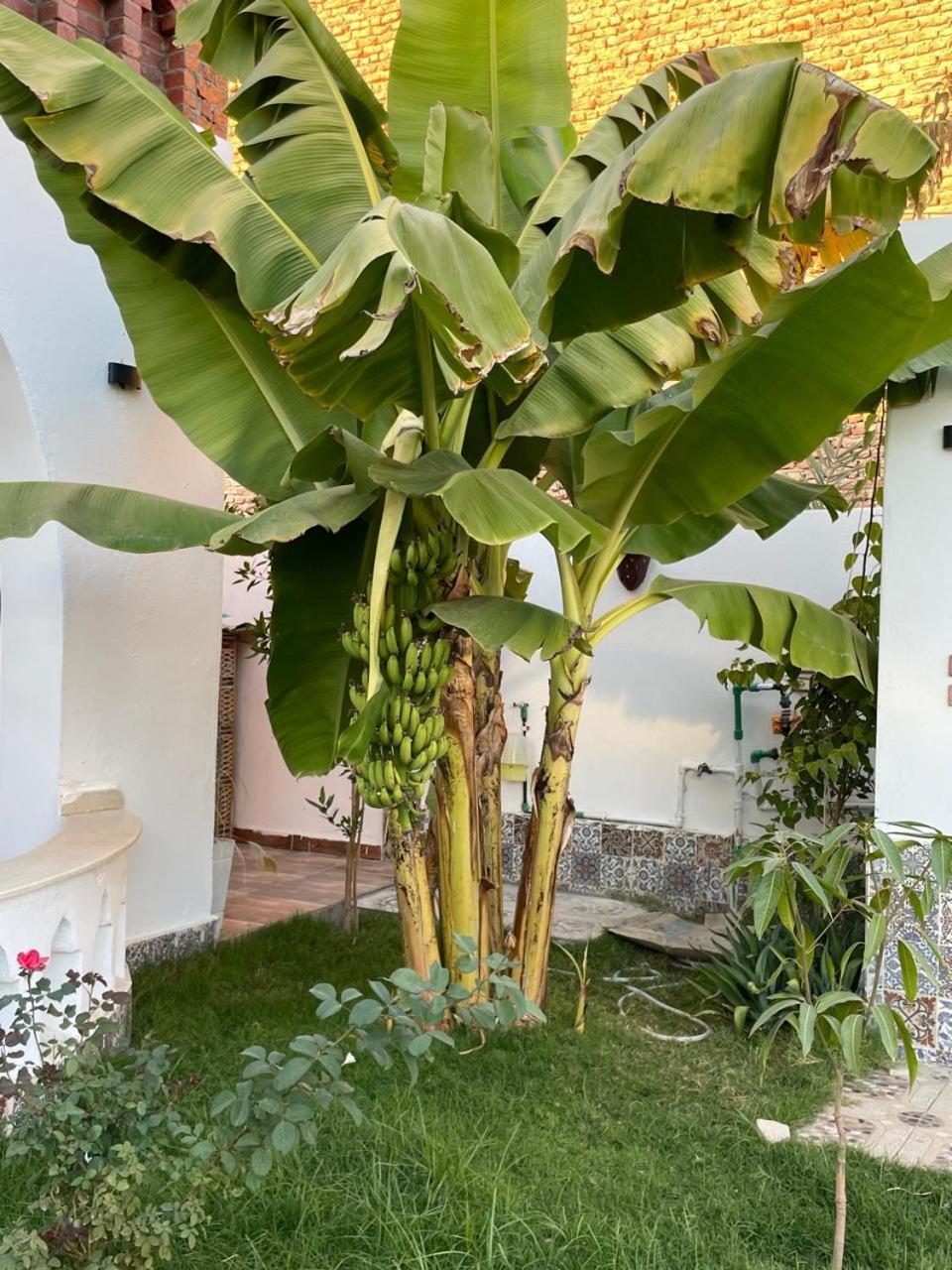 Villa Kemet Jazirat al Awwamiyah Exterior photo